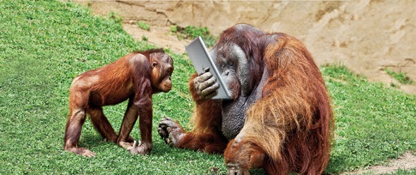 Oranguan korzysta z iPada